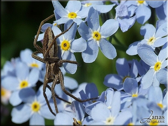 Spinne auf Blumen