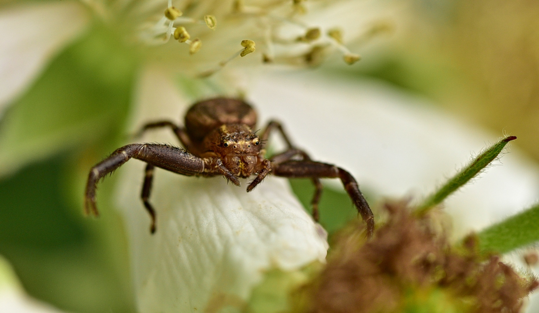 Spinne auf Brombeerblüte