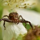 Spinne auf Brombeerblüte