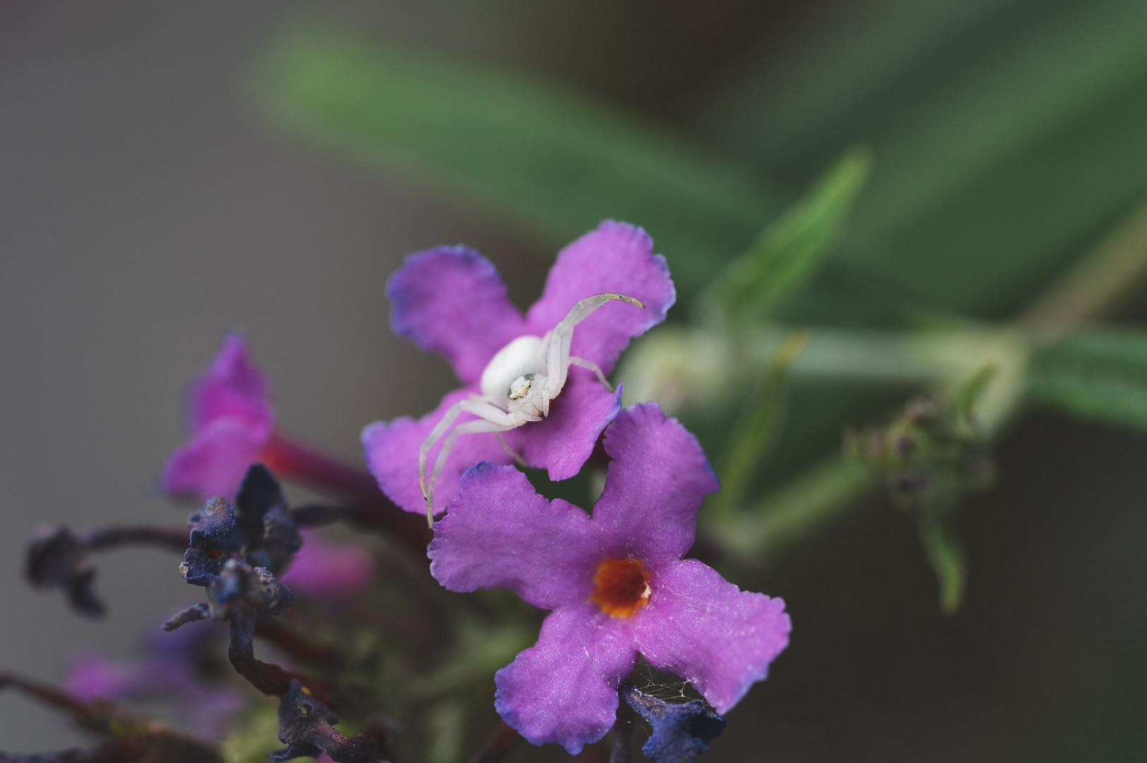 Spinne auf Buddleja Blüte