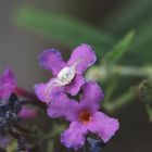 Spinne auf Buddleja Blüte