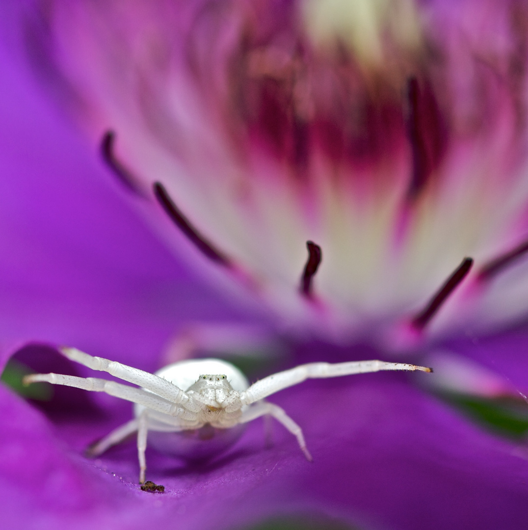 Spinne auf Clematis