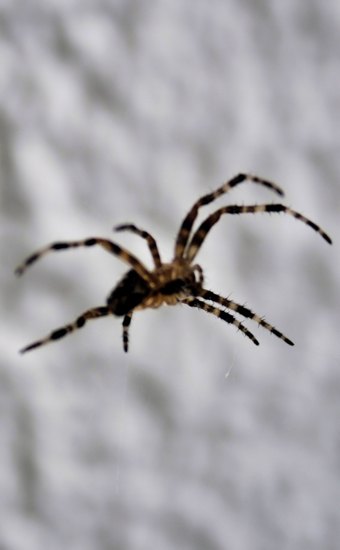 Spinne auf dem Balkon