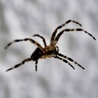 Spinne auf dem Balkon