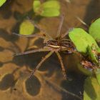 Spinne auf dem Wasser