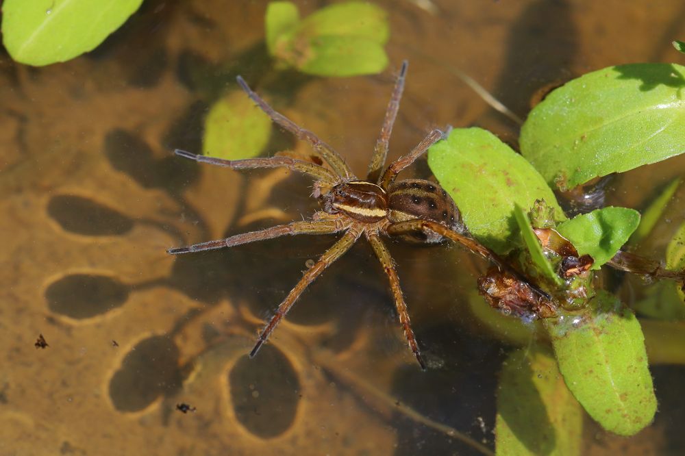 Spinne auf dem Wasser