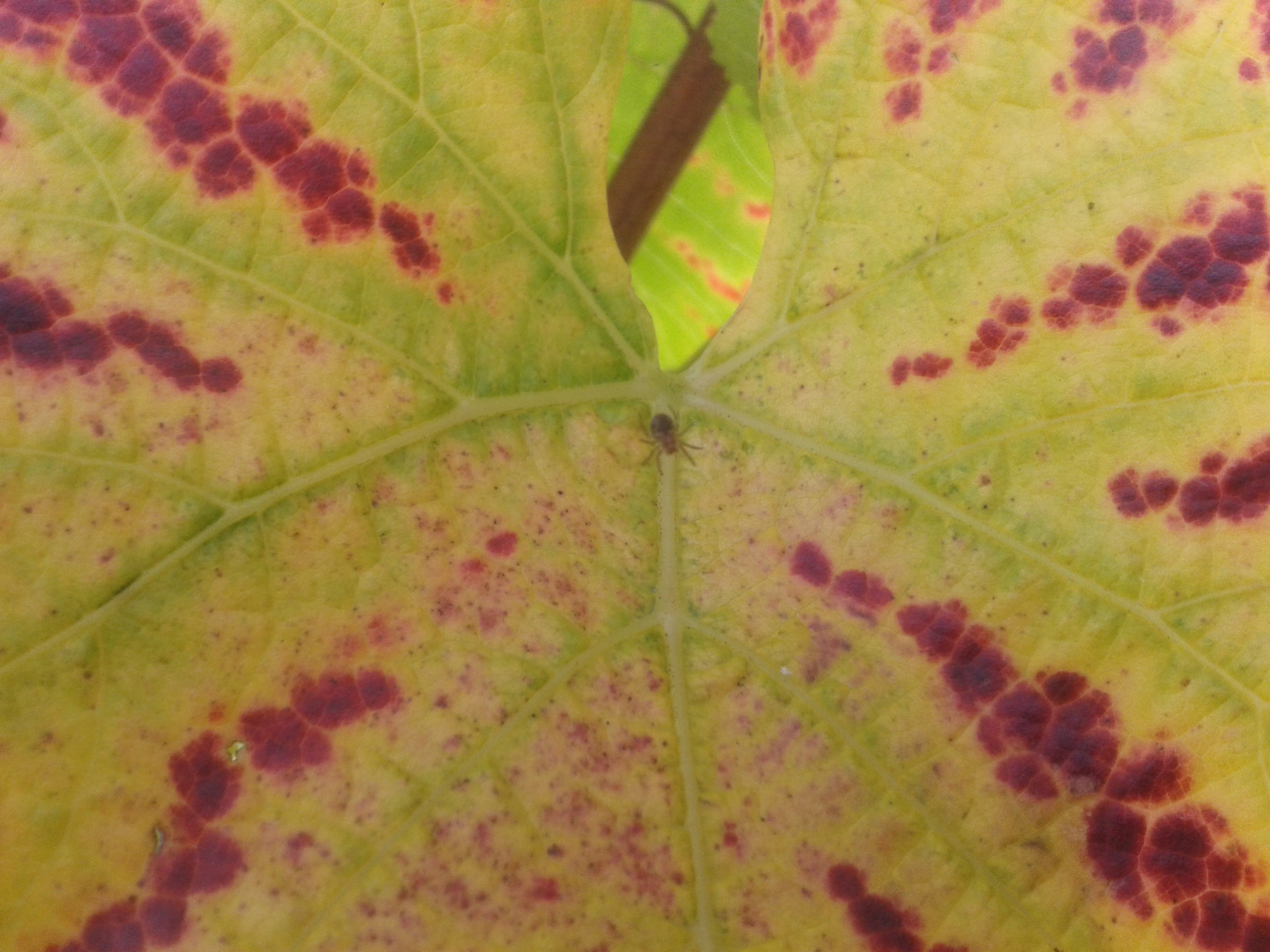 Spinne auf dem Weinblatt