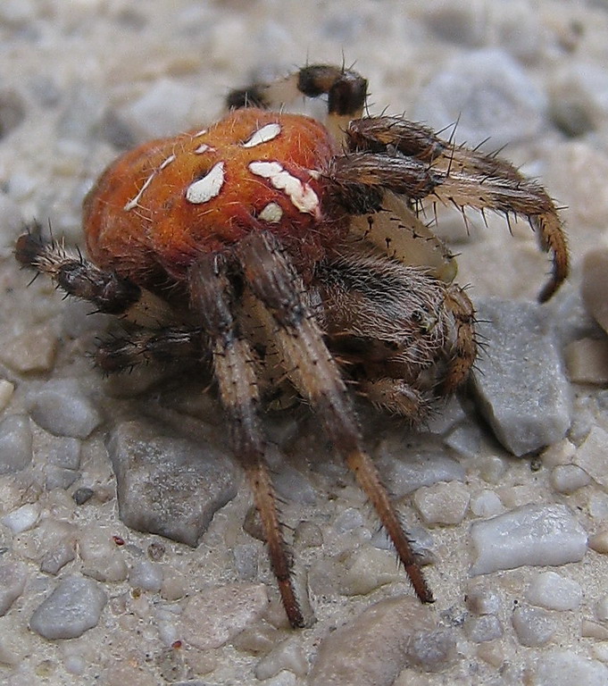 Spinne auf dem "Wilden Kaiser"