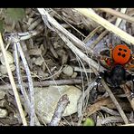 Spinne auf den Kalkhängen