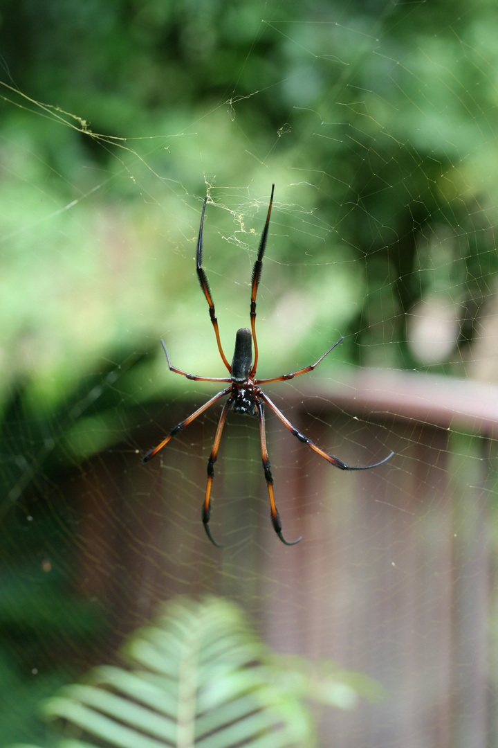 Spinne auf den Seychellen