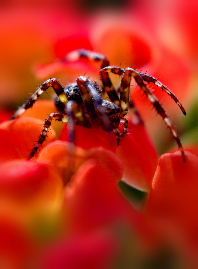 Spinne auf der Blume