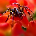 Spinne auf der Blume