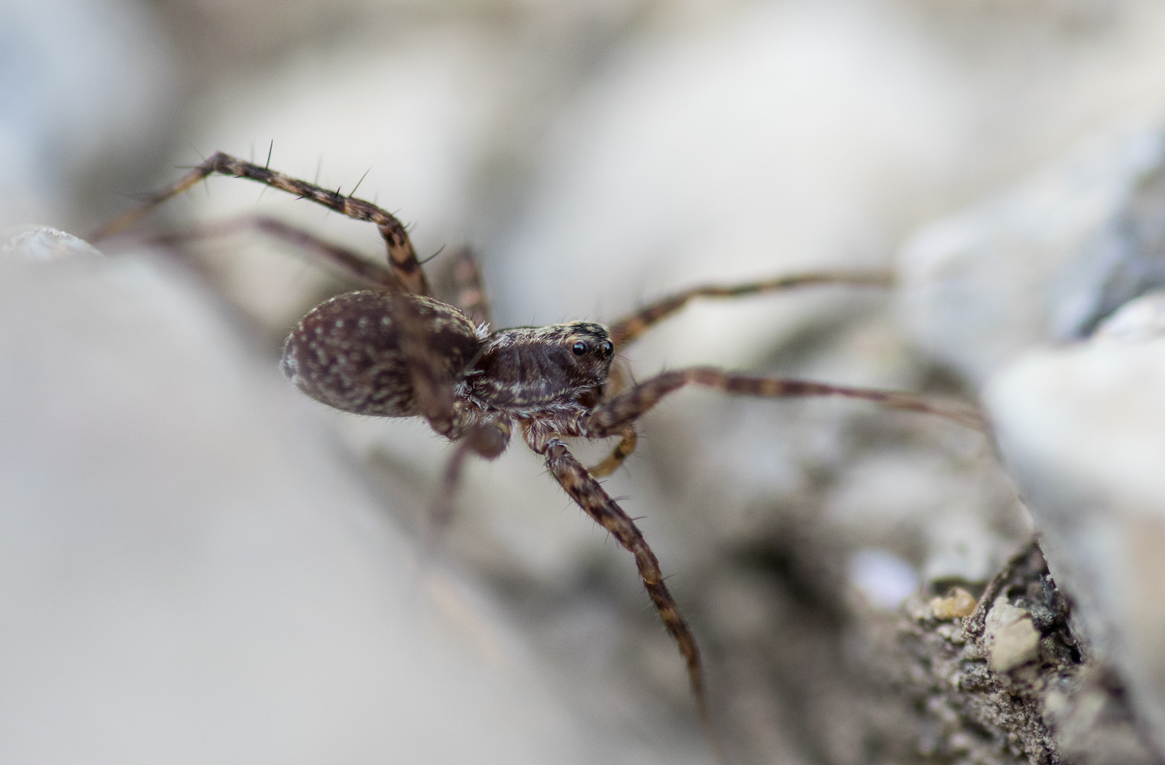 Spinne auf der Jagd