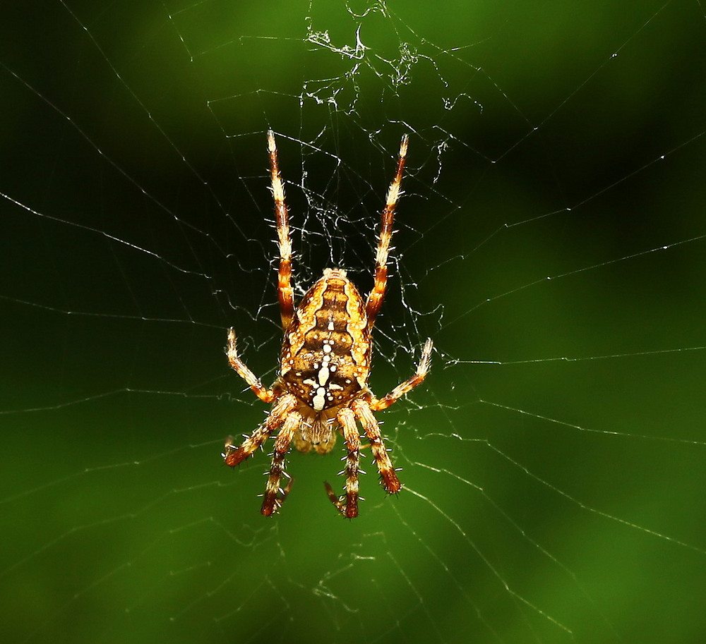 Spinne auf der Lauer ...