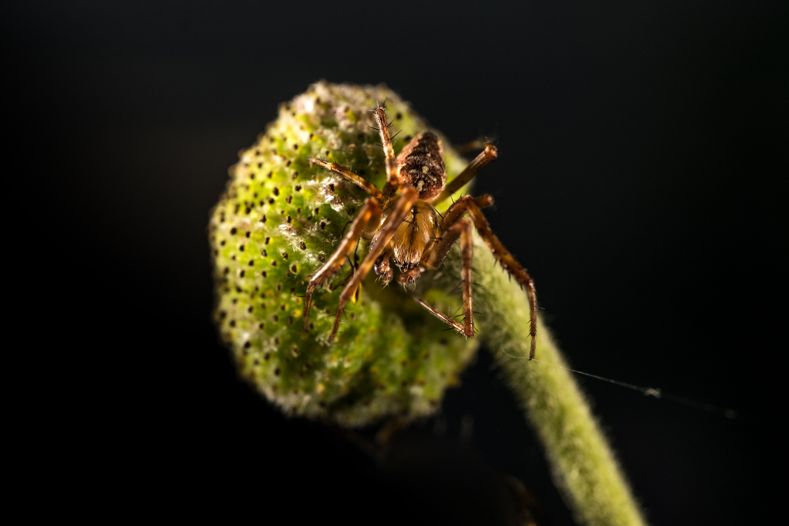 Spinne auf der Lauer