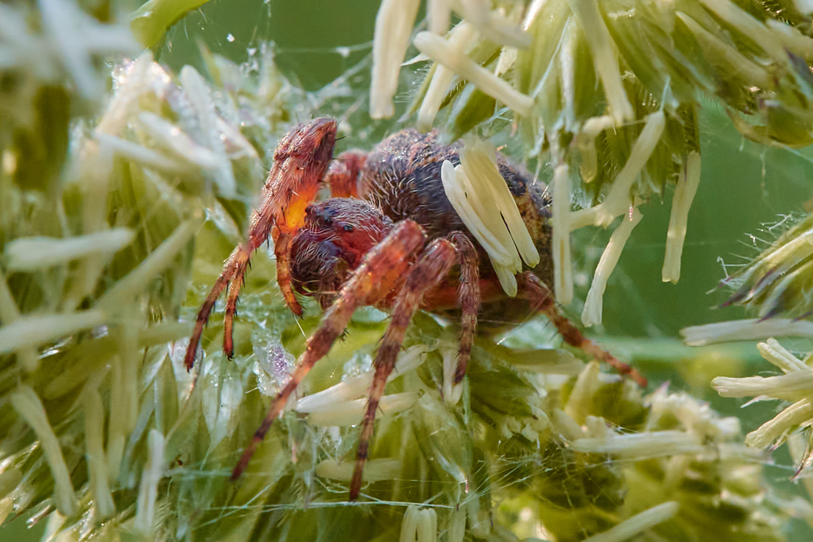 Spinne auf der lauer...