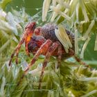 Spinne auf der lauer...