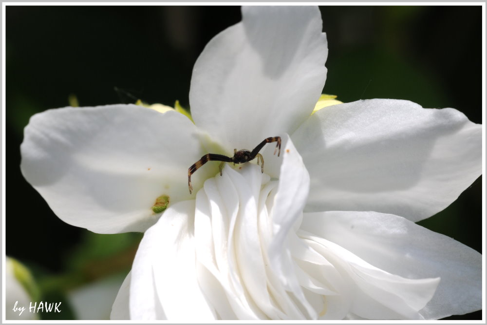 Spinne auf der Lauer