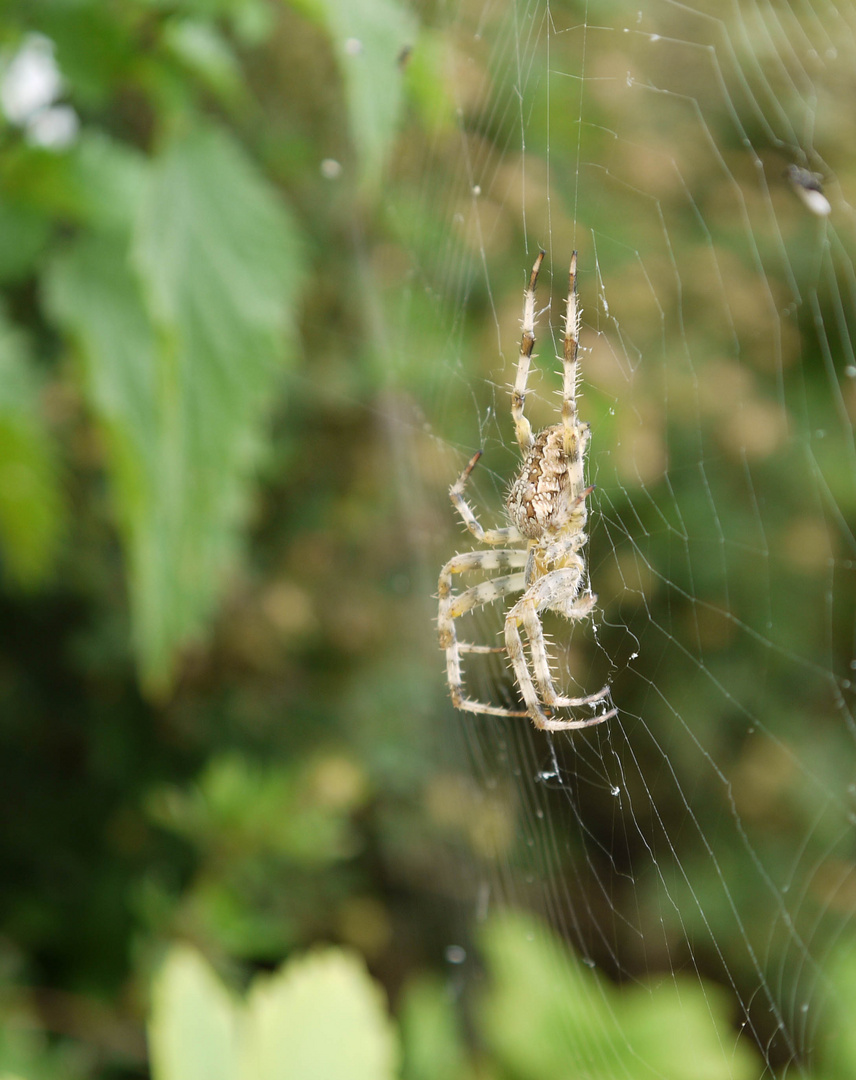 Spinne auf der Lauer