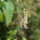 Spinne auf der Lauer