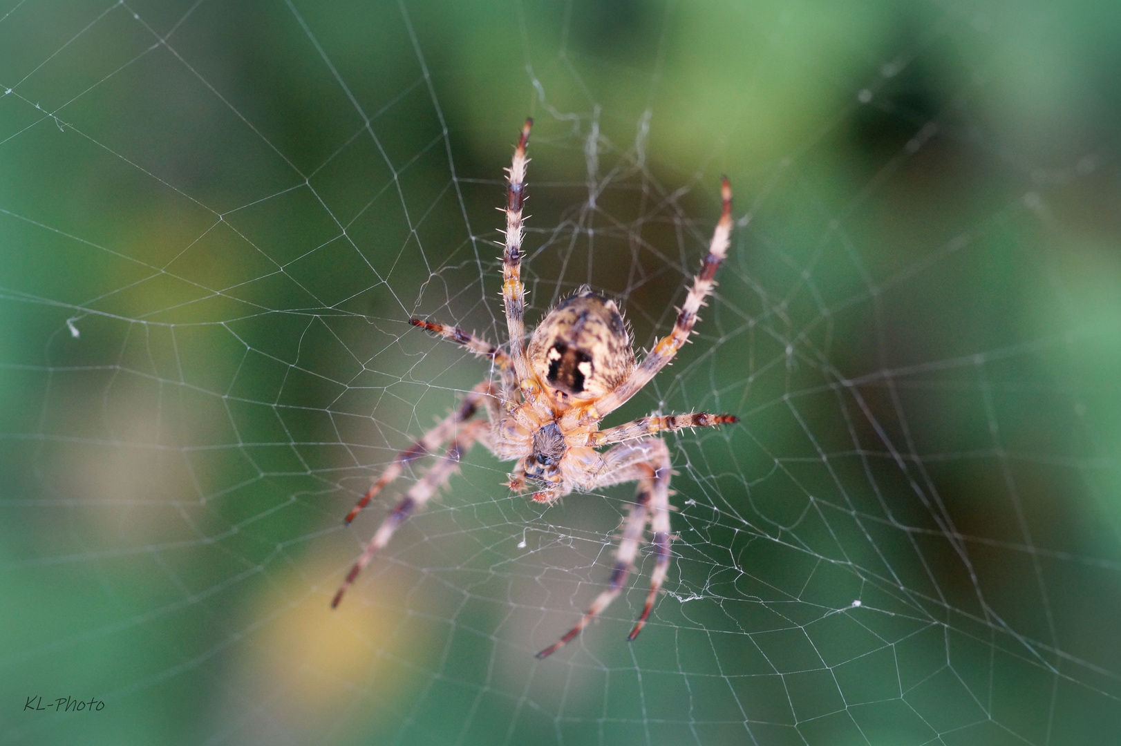 Spinne auf der Lauer