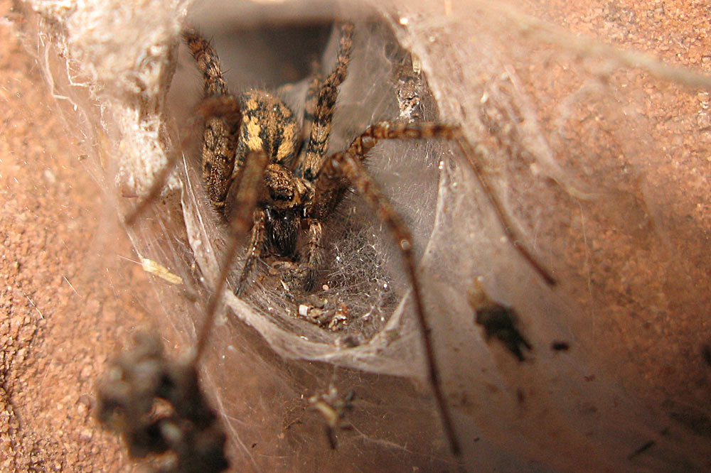 Spinne auf der Lauer