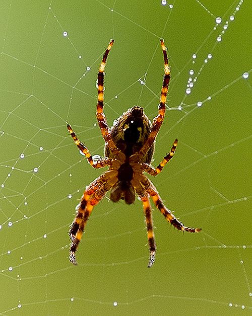 Spinne auf der Lauer