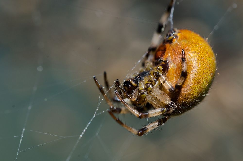 Spinne auf der lauer