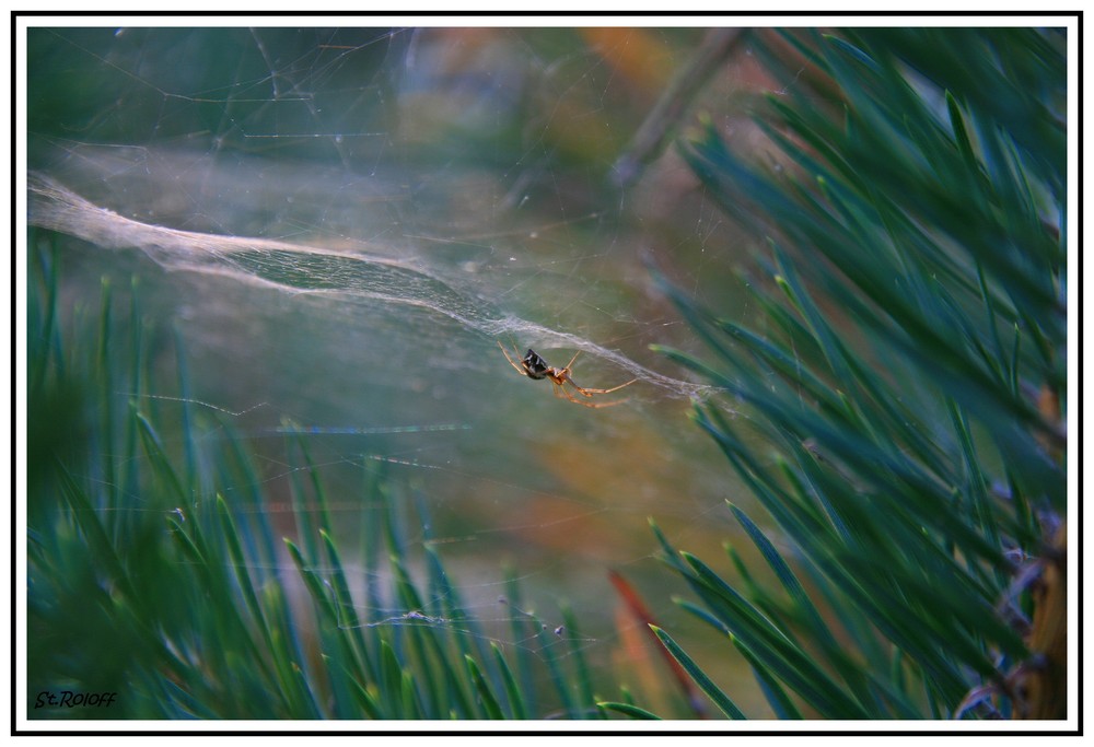 --Spinne auf der Lauer--