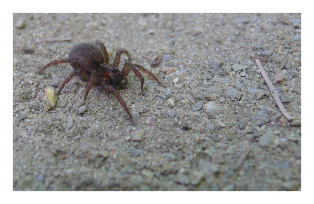 Spinne auf der Lauer