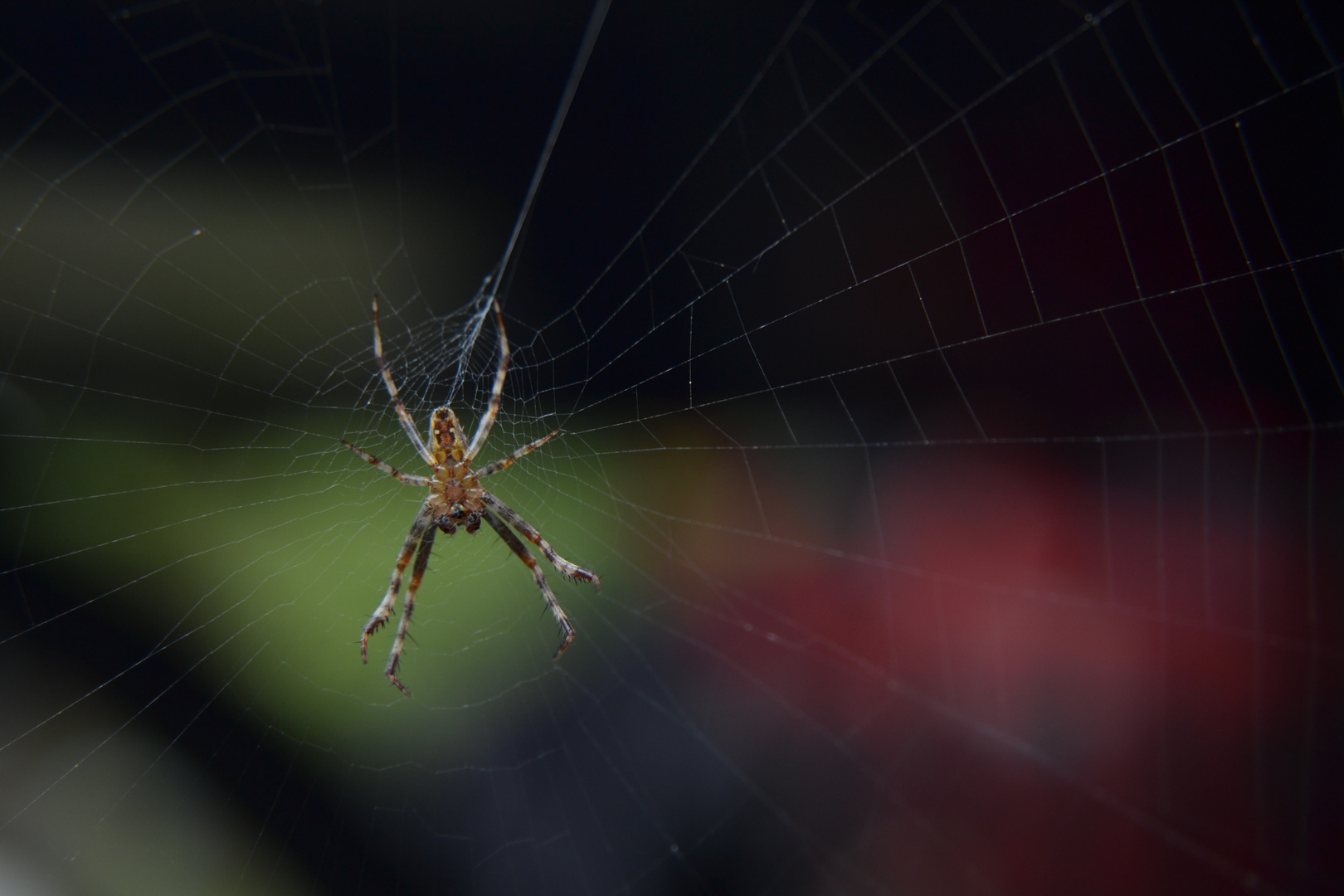 Spinne auf der Lauer