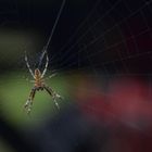 Spinne auf der Lauer