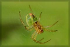 Spinne auf der Lauer