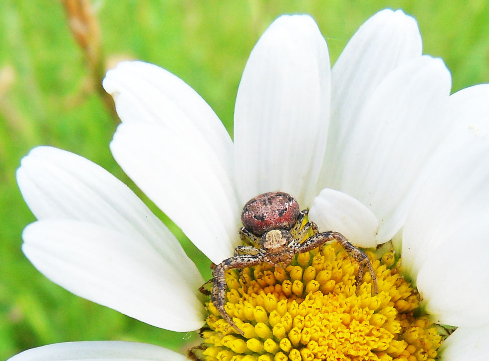 Spinne auf der roten Liste