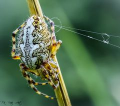Spinne auf der Sommerwiese ( Freihand )