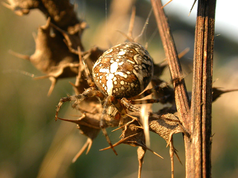 spinne auf distel