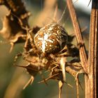 spinne auf distel