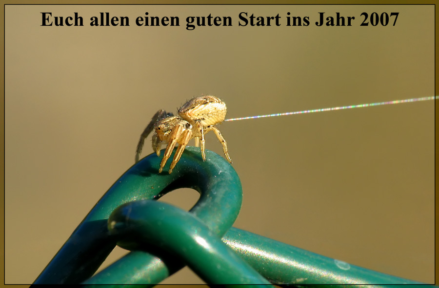 Spinne auf Draht