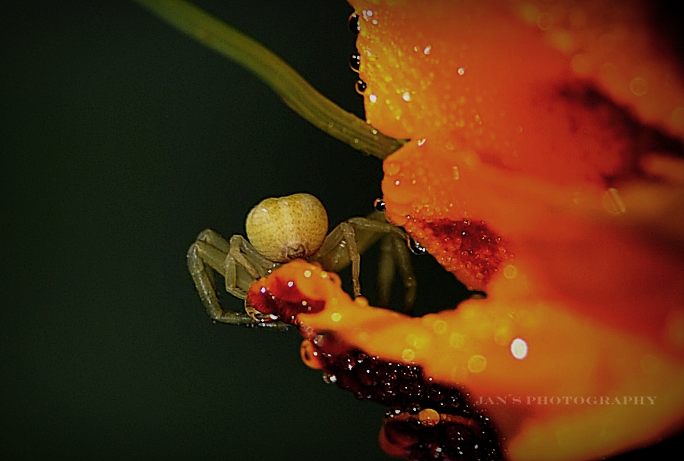 Spinne auf ein Tagetenblüte