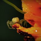 Spinne auf ein Tagetenblüte