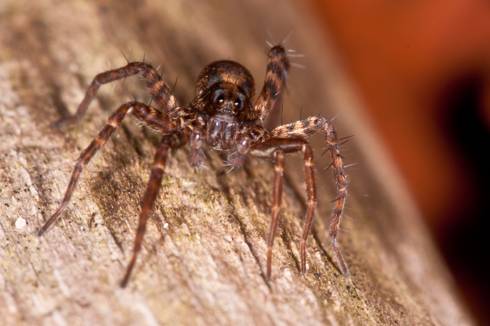 Spinne auf einem Ast