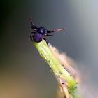 Spinne auf einem Farn