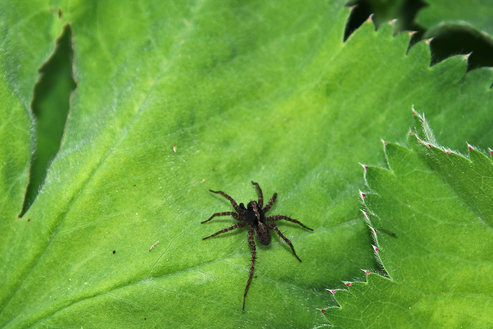 Spinne auf einem Frauenmantel-Blatt