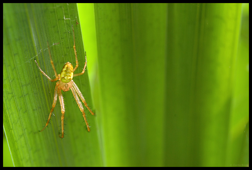 Spinne auf einem Schilfblatt..