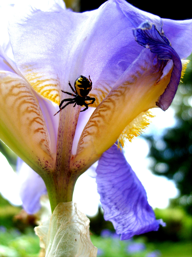 Spinne auf einer Blüte