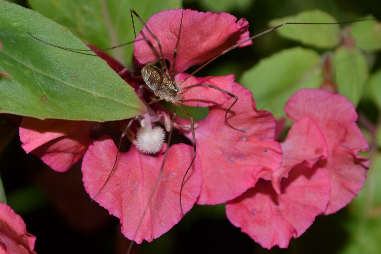 Spinne auf einer Blume