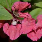 Spinne auf einer Blume