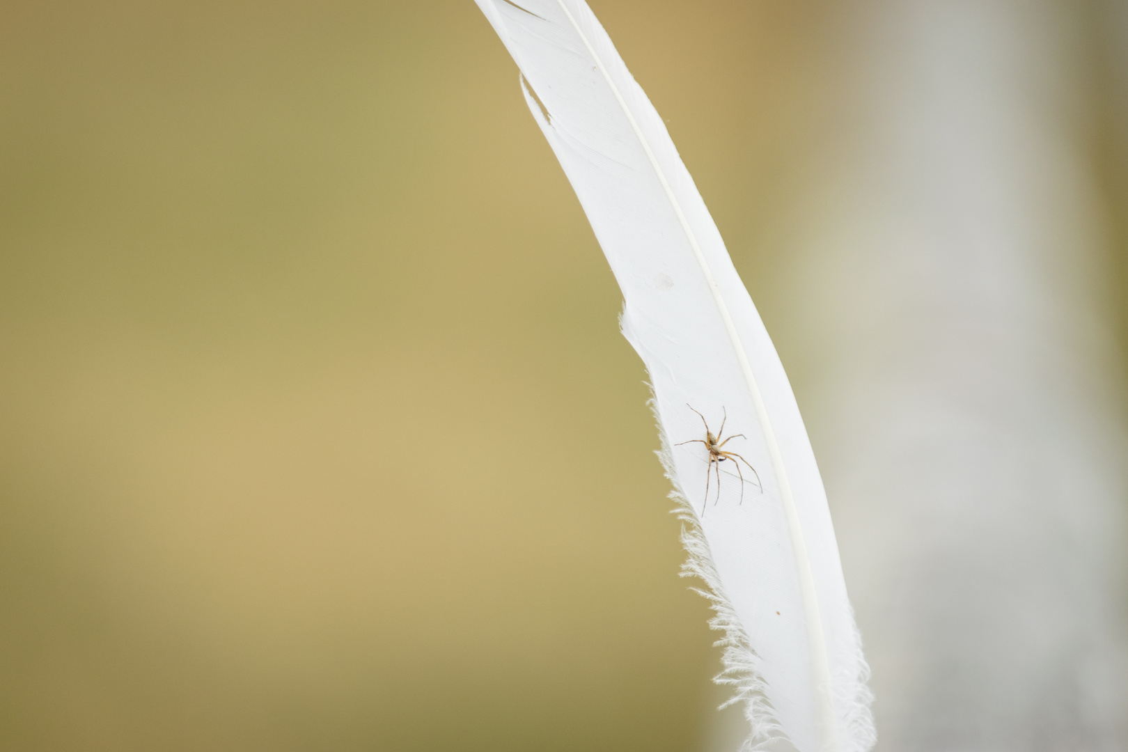 Spinne auf Feder