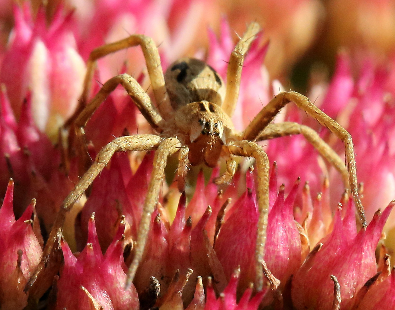 Spinne auf Fetthenne (II)