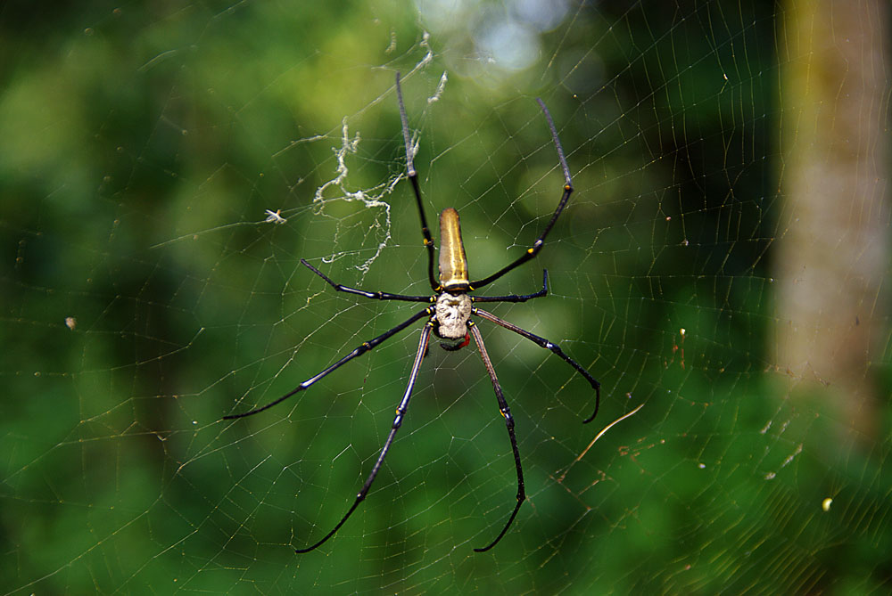 Spinne auf Flores